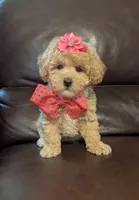 Stacie, a female Poodle - Toy  for sale in Barnett, MO – Photo 1 of 4