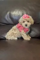 Stacie, a female Poodle - Toy  for sale in Barnett, MO – Photo 3 of 4