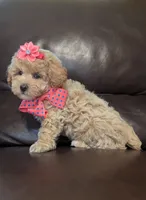 Stacie, a female Poodle - Toy  for sale in Barnett, MO – Photo 2 of 4