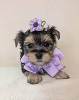 Daisy, a female Morkie for sale in Barnett, MO – Photo 5 of 5