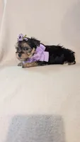 Daisy, a female Morkie for sale in Barnett, MO – Photo 2 of 5