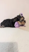 Daisy, a female Morkie for sale in Barnett, MO – Photo 3 of 5