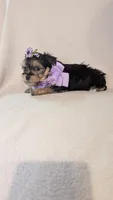 Daisy, a female Morkie for sale in Barnett, MO – Photo 4 of 5
