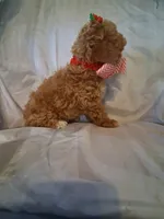 Remington, a male Poodle - Toy  for sale in Barnett, MO – 4 of 5