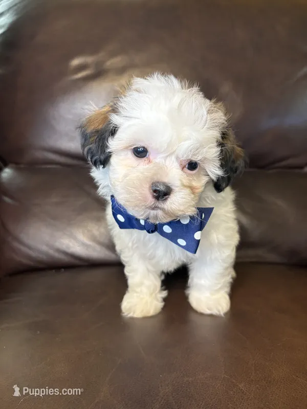 Maverick  – Bichon Frise, Shih Tzu puppy for sale in Barnett, MO