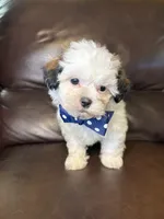 Maverick , a male Bichon Frise and Shih Tzu for sale in Barnett, MO – 1 of 5