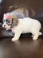 Daisy, a female Bichon Frise and Shih Tzu for sale in Barnett, MO – 4 of 5