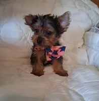 Remington, a male Yorkshire Terrier for sale in Barnett, MO – 4 of 6