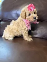 Jewel , a female Poodle - Toy  for sale in Barnett, MO – 4 of 4