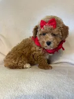 Queenie, a female Poodle - Toy  for sale in Barnett, MO – 4 of 4