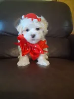 Snowman, a male Maltese for sale in Barnett, MO – 3 of 7