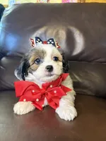 Stella, a female Bichon Frise and Shih Tzu for sale in Barnett, MO – 2 of 5