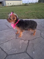 Sunshine , a female Yorkshire Terrier for sale in Barnett, MO – 4 of 4