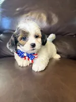 Ruger, a male Bichon Frise and Shih Tzu for sale in Barnett, MO – 5 of 5