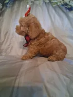 Rascal, a male Poodle - Toy  for sale in Barnett, MO – 4 of 7