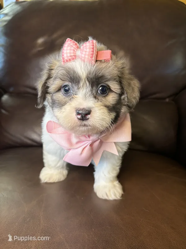 Daisy – Bichon Frise, Shih Tzu puppy for sale in Barnett, MO
