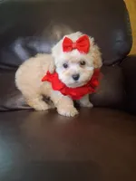 Crystal, a female Poodle - Toy  for sale in Barnett, MO – 4 of 5