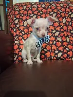 Cinnamon , a male Chihuahua for sale in Barnett, MO – 5 of 6