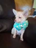 Ralphie, a male Chihuahua for sale in Barnett, MO – 4 of 6