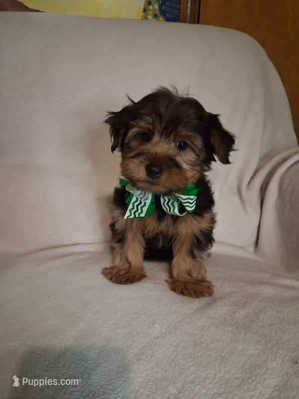 Scotty – Yorkshire Terrier puppy on hold in Barnett, MO