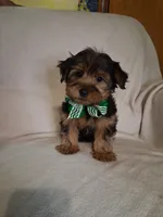 Scotty, a male Yorkshire Terrier for sale in Barnett, MO – 1 of 4