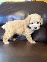 Ruger, a male Poodle - Toy  for sale in Barnett, MO – 4 of 4