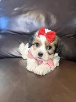 Ruby, a female Bichon Frise and Shih Tzu for sale in Barnett, MO – 2 of 5