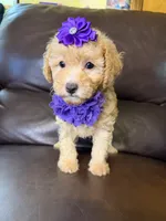 Sadie, a female Poodle - Toy  for sale in Barnett, MO – 1 of 4