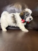 Remington, a male Bichon Frise and Shih Tzu for sale in Barnett, MO – 4 of 5