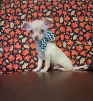 Cinnamon , a male Chihuahua for sale in Barnett, MO – 2 of 6