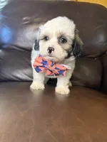 Rooster, a male Bichon Frise and Shih Tzu for sale in Barnett, MO – 3 of 5