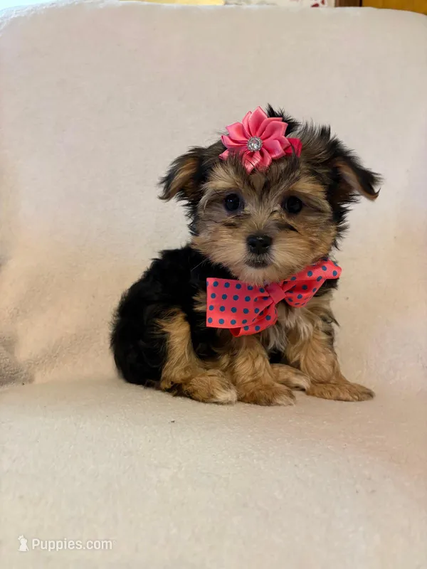 Lady – Morkie puppy for sale in Barnett, MO