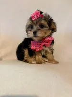 Lady, a female Morkie for sale in Barnett, MO – Photo 3 of 3