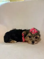 Lady, a female Morkie for sale in Barnett, MO – Photo 2 of 3