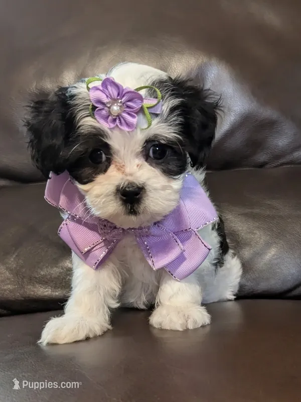 Polly – Shihpoo puppy for sale in Barnett, MO