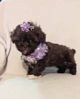 Twinkle , a female Shihpoo for sale in Barnett, MO – Photo 2 of 4