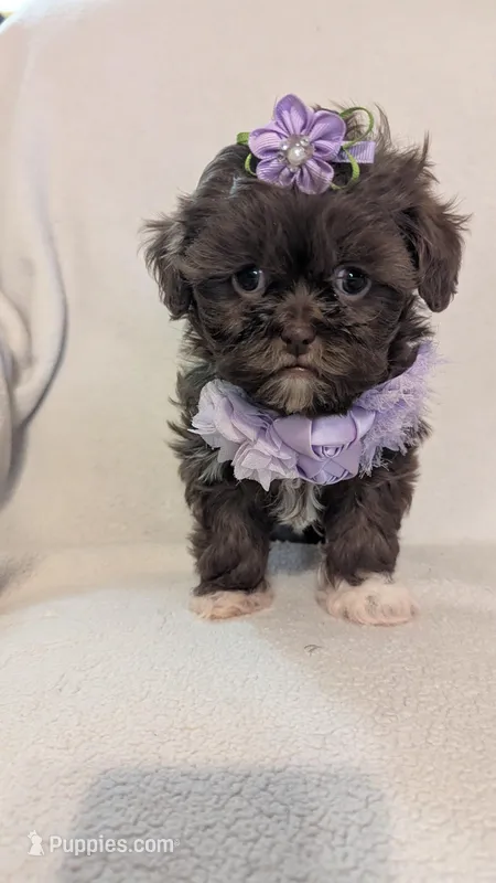 Twinkle  – Shihpoo puppy for sale in Barnett, MO