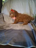 Remington, a male Poodle - Toy  for sale in Barnett, MO – 5 of 5
