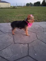 Sunshine , a female Yorkshire Terrier for sale in Barnett, MO – 2 of 4