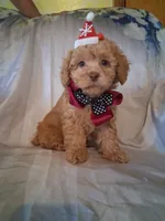 Rascal, a male Poodle - Toy  for sale in Barnett, MO – 1 of 7