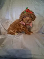 Remington, a male Poodle - Toy  for sale in Barnett, MO – 2 of 5