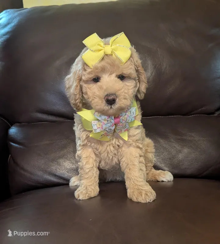 Macie – Poodle - Toy  puppy for sale in Barnett, MO