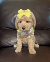 Macie, a female Poodle - Toy  for sale in Barnett, MO – Photo 3 of 4