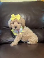 Macie, a female Poodle - Toy  for sale in Barnett, MO – Photo 4 of 4