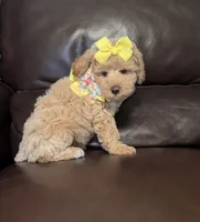 Macie, a female Poodle - Toy  for sale in Barnett, MO – Photo 2 of 4