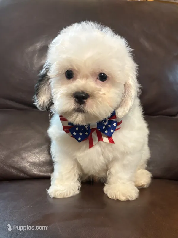 Ruger – Bichon Frise, Shih Tzu puppy for sale in Barnett, MO