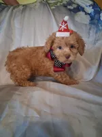 Rascal, a male Poodle - Toy  for sale in Barnett, MO – 5 of 7