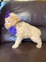 Sadie, a female Poodle - Toy  for sale in Barnett, MO – 4 of 4