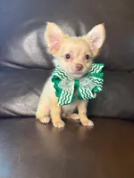 Ralphie, a male Chihuahua for sale in Barnett, MO – 1 of 5
