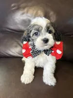 Remington, a male Bichon Frise and Shih Tzu for sale in Barnett, MO – 3 of 5